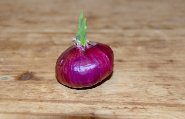 Red violet onion with green sprout