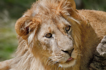 animal young lion lying on the grass