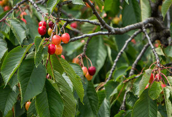 Cherries of different shades of red