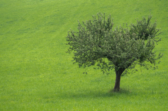 Apple tree in a beautiful Austrian meadow