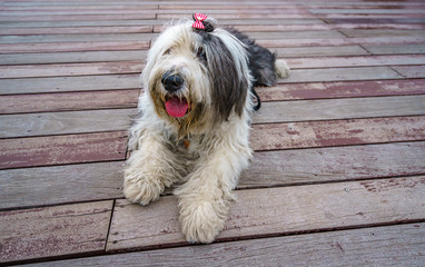 Dog lay down on the wood