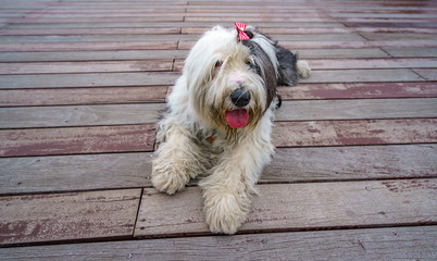 Dog lay down on the wood