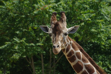 Girafe