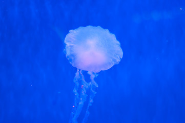 beautiful natural jellyfish in water