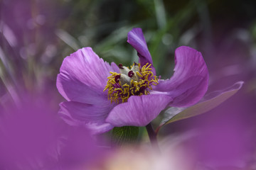 peonia selvatica