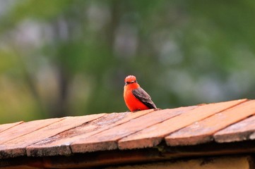 Pajaro Cardenal Rojos