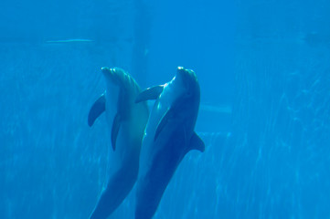 Obraz premium beautiful and lovely dolphins in swimming pool