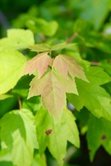 The reddish green leaf on the branch of the tree.