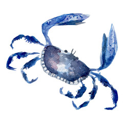 fresh crab illustration. Hand drawn watercolor on white background. - 159910106