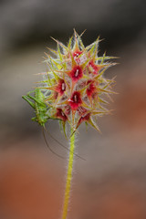 orchidea selvatica © maurosanna