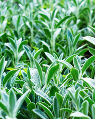 Abstract pattern green garden fresh spring plants leaves Creative layout background. Copy space, selective focus.
