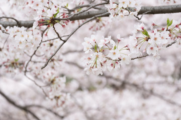 pink and white cherry blossom