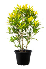 Croton, Green leaf tree plant fresh nature