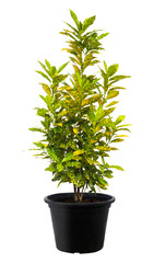 Croton, Green leaf tree plant fresh nature © nespix