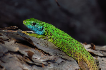 Naklejka na ściany i meble European green lizard (Lacerta viridis)