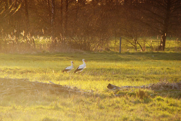 Störche auf der Wiese