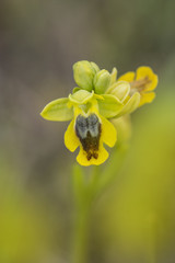 orchidea selvatica © maurosanna