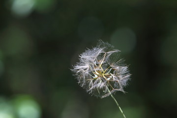 Fototapeta premium Pusteblume mit Fallschirmen