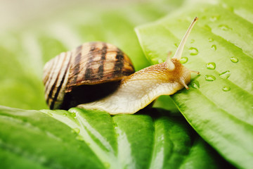 snail is climbing from a leaf to a leaf