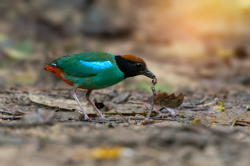 Green bird,with worm in mouth..Hooded pitta ( pitta sordida ) making a living in their habitat..