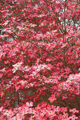 Flowering Dogwood (Cornus florida). Called American Dogwood and Eastern Dogwood also. State tree of North Carolina, West Virginia, Missouri and Virginia