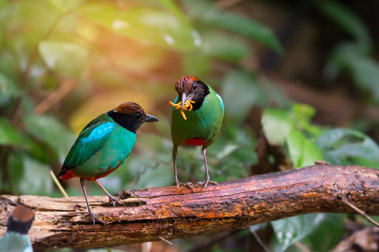 Green bird,with worm in mouth..Hooded pitta ( pitta sordida ) making a living in their habitat..