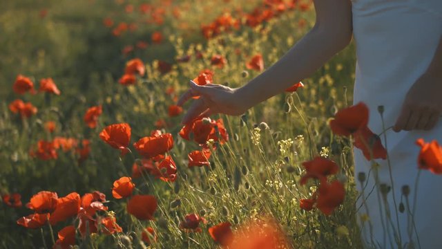 Close-up of woman's hand running through poppies field