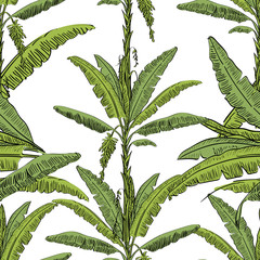 Vector drawn banana palm tree seamless pattern with leaves on white background in a sketch style. Exotic collection.