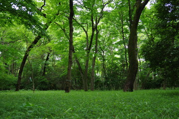 Fototapeta na wymiar 草原の茂る森