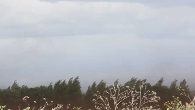 Squall ( tornado), thunderstorm, dust storm, strong wind. Soon you break out rain and lightning. Wind bends and shakes treesy
