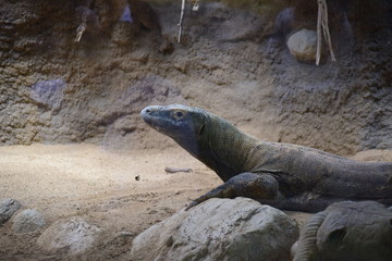 Kamodo Dragon