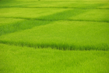 Rice fields, terraces, plantation, farm. An organic asian rice farm and agriculture. Young growing rice,Thailand