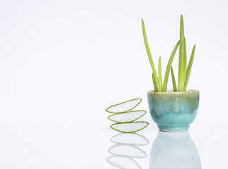 Fresh Aloe vera slice and Aloe vera plant in blue pot isolate on white background