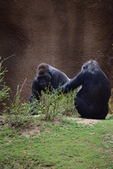 Gorilla