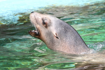 Surfacing male California sea lion (Zalophus californianus), close-up of the head.