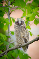 Owl on the tree