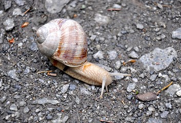 Close-up view of a snail
