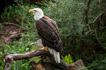 Looking Forward TO The Future