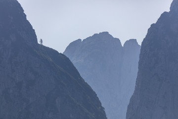 Silhouette of lonely larch tree on the rocks in the Julian Alps, Italy
