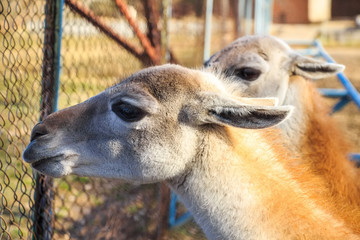 Close up young llamas in zoo