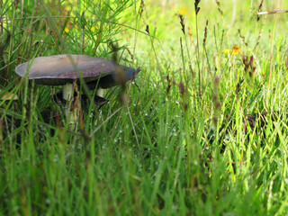 Magic Mushrooms in Mexico