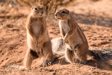 Two ground squirrels communicating at the entrance to their burrow