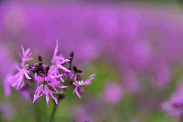 Polne kwiaty © Marart.pl