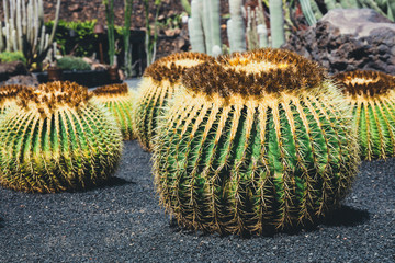 close up of Echinocactus grusonii cactus, Lanzarote