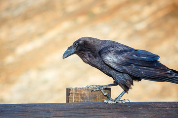 Common Raven sitting on a wooden beam, close up