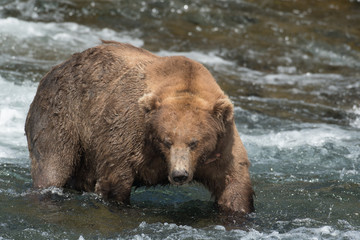 Obraz na płótnie Canvas Alaskan brown bear on falls