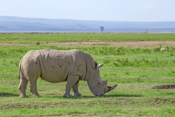 Obraz premium White rhinoceros or Ceratotherium simum in savanna