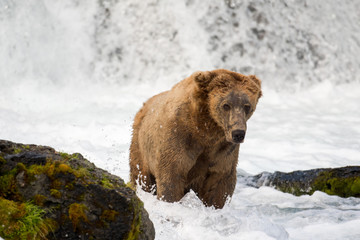 Large Alaskan brown bear