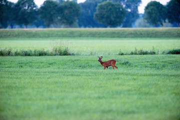 Young roe deer buck standing in field looking around.