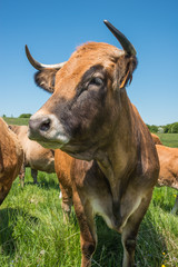 Portrait de vache Aubrac